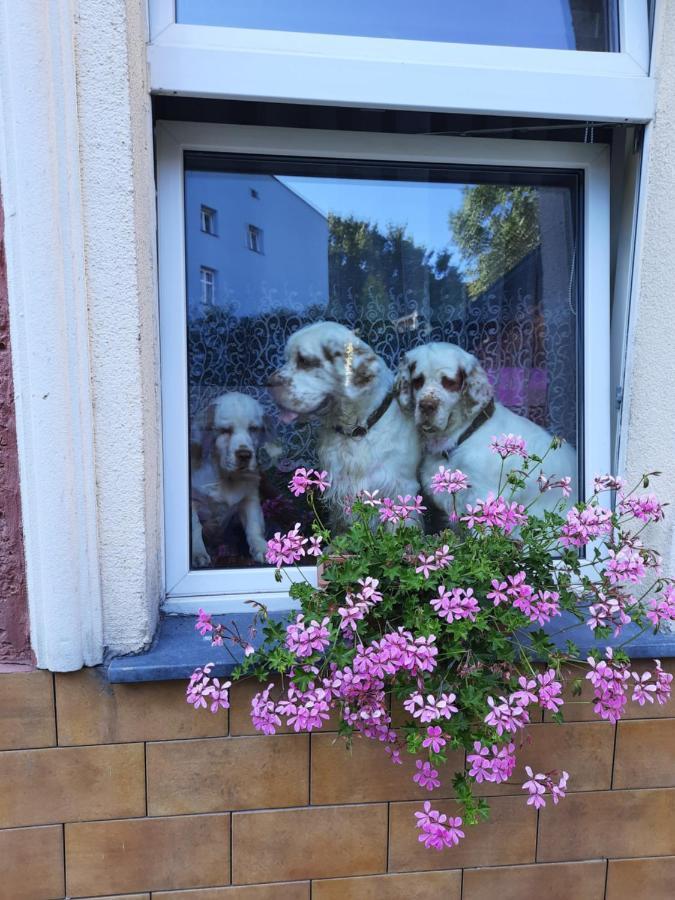 Gosciniec W Starym Mlynie 호텔 Biala Prudnicka 외부 사진